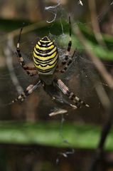 Argiope bruennichi